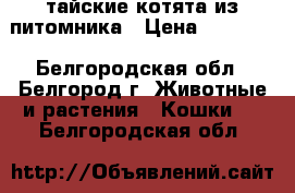 тайские котята из питомника › Цена ­ 15 000 - Белгородская обл., Белгород г. Животные и растения » Кошки   . Белгородская обл.